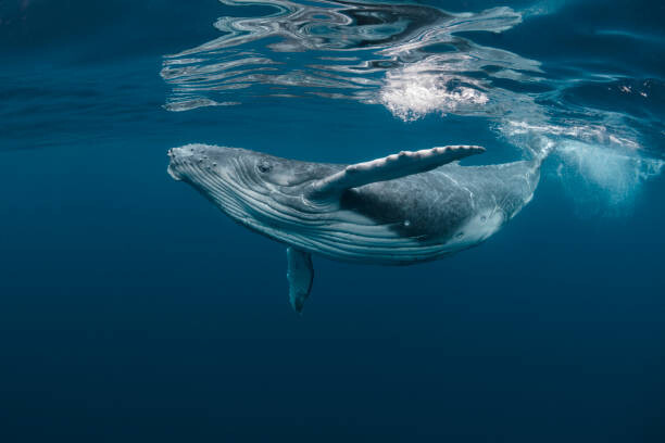 Levně Plakát, Obraz - A Baby Humpback Whale Plays Near, Craig Lambert, 40 × 26.7 cm