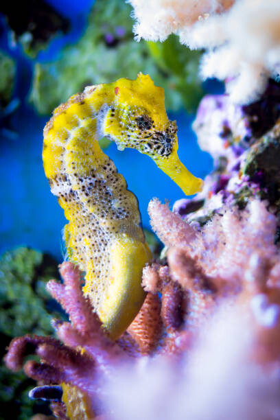 Fotografie Close-up of sea horse swimming in sea,Germany, Michael Wittig / 500px, 26.7x40 cm
