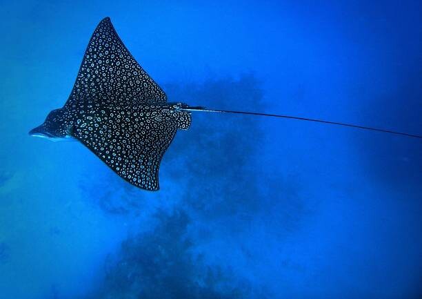 Fotografie Eagle Ray, Tomasz Dutkiewicz, 40x30 cm