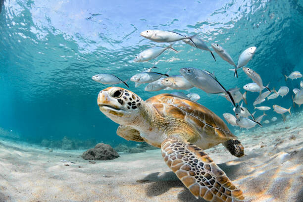 Fotografie Turtle closeup with school of fish, LFPuntel, 40x26.7 cm
