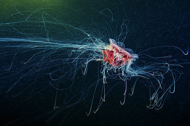 Fotografie Lion's Mane Jellyfish - Cyanea capillata, Alexander Semenov, 40x26.7 cm