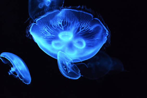 Fotografie Close-up of jellyfish swimming in sea, jiangshitou808 / 500px, 40x26.7 cm