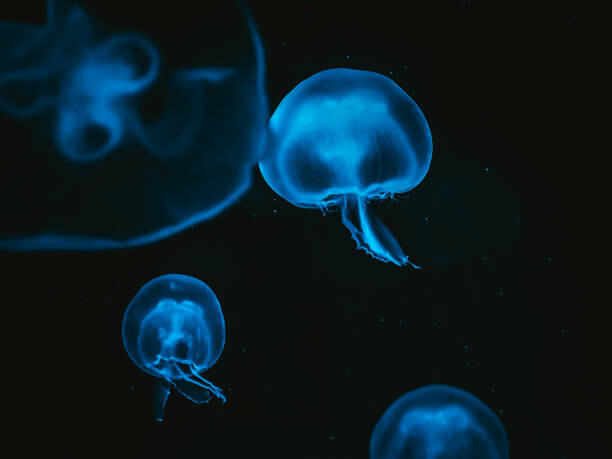 Fotografie Jellyfish, Martin Herzog, 40x30 cm