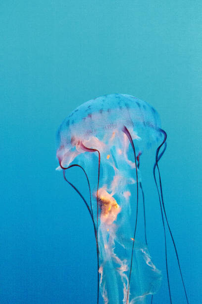 Fotografie Purple striped jellyfish, Chrysaora colorata, LagunaticPhoto, 26.7x40 cm