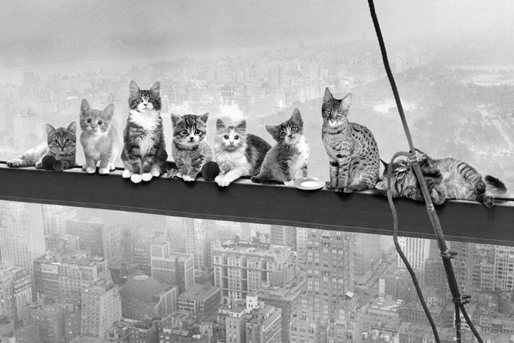 Gerahmte Poster Cats on girder