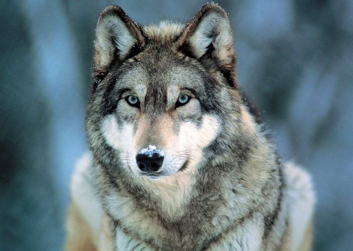 Ingelijste poster Grey Wolf
