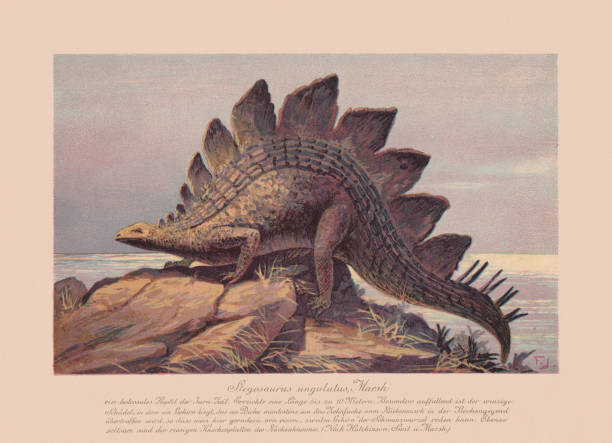 Ilustrace Stegosaurus ungulatus, Late Jurassic, chromolithograph, published, ZU_09, 40 × 30 cm