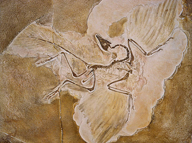 Ilustrace Archaeopteryx Lithographica Fossil, Naturfoto Honal, 40 × 30 cm