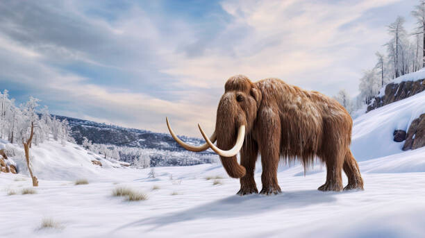 Ilustrace Mammoth, illustration, LEONELLO CALVETTI/SCIENCE PHOTO LIBRARY, 40 × 22.5 cm