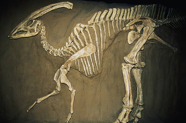 Levně Plakát, Obraz - Duckbill dinosaur (Parasaurolophus), Kevin Schafer, 40 × 26.7 cm
