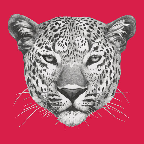 Fotografie Portrait of Leopard., Victoria_Novak, 40 × 40 cm