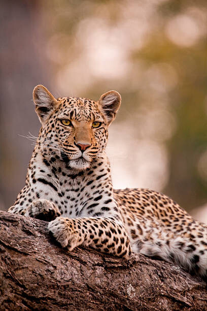 Fotografie Leopard, Chobe National Park, Botswana, Mint Images/ Art Wolfe, 26.7 × 40 cm