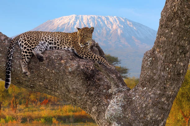 Fotografie African Leopard resting, Ayzenstayn, 40 × 26.7 cm