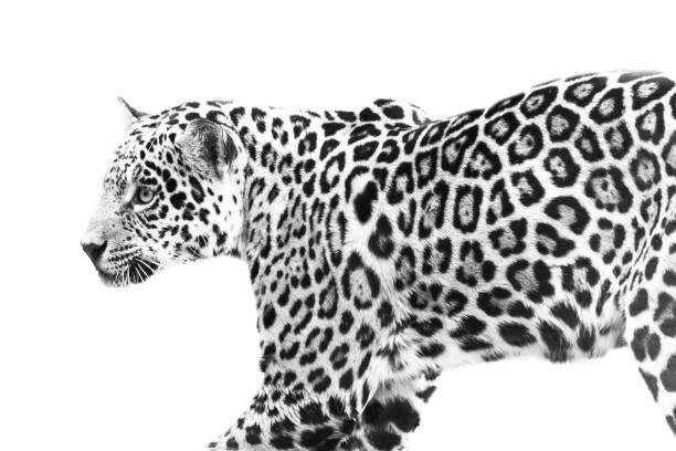 Fotografie jaguar, Eric Schaeffer, 40 × 26.7 cm