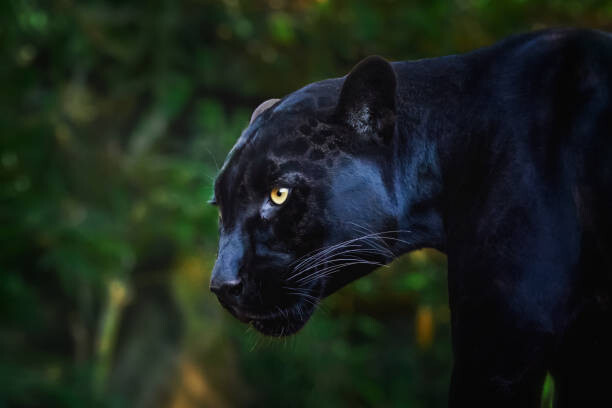 Fotografie Black Jaguar (Panthera onca) - Melanistic Feline, diegograndi, 40 × 26.7 cm