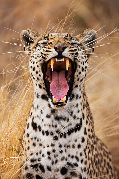 Fotografie A leopard yawning, close-up portrait, Jami Tarris, 26.7 × 40 cm