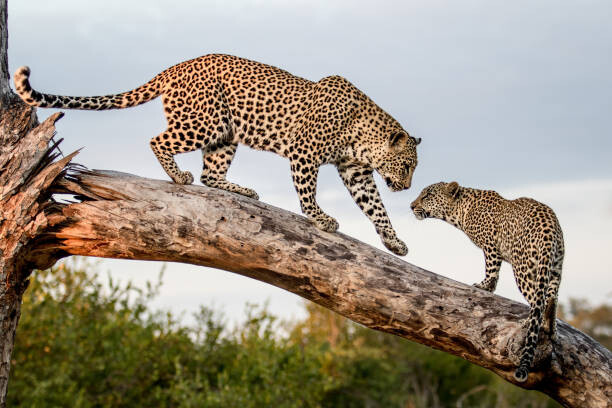 Levně Plakát, Obraz - A mother leopard, Panthera pardus, walks, Mint Images, 40 × 26.7 cm