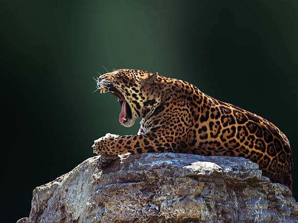 Fotografie Jaguar, Photo by Ivan Vukelic, 40 × 30 cm