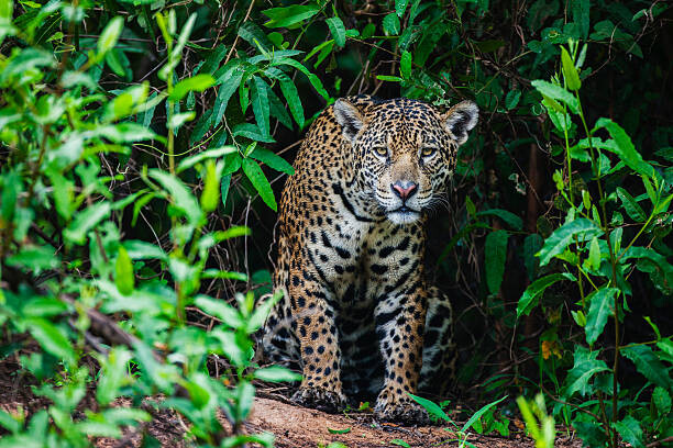 Fotografie A wild jaguar hunting in the, Jami Tarris, 40 × 26.7 cm