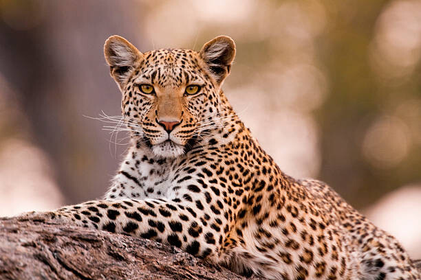 Fotografie Leopard, Chobe National Park, Botswana, Mint Images/ Art Wolfe, 40 × 26.7 cm