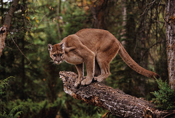 Levně Plakát, Obraz - Mountain Lion on Tree Stump, John Conrad, 40 × 26.7 cm