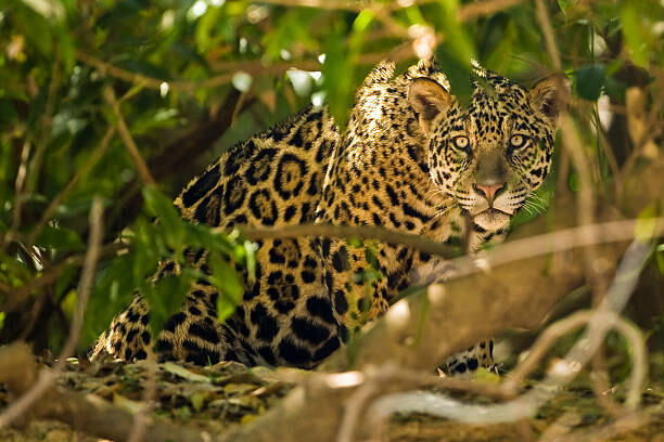 Fotografie Jaguar, McDonald Wildlife Photography Inc., 40 × 26.7 cm