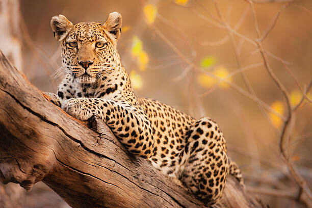 Fotografie A portrait of a leopard resting in a tree, Jami Tarris, 40 × 26.7 cm