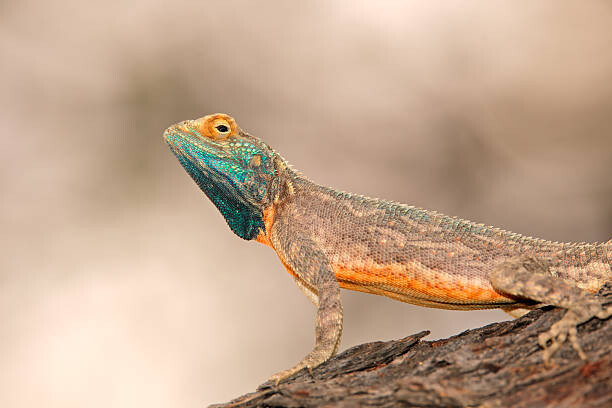 Fotografie Ground agama, EcoPic, 40 × 26.7 cm