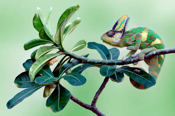 Fotografie Veiled chameleon sitting on a branch, Indonesia, anisah_priyadi, 40 × 26.7 cm