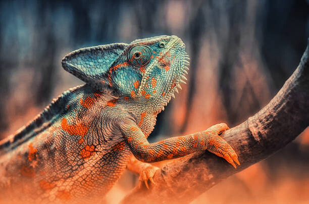 Fotografie chameleon, Detlef Knapp, 40 × 26.7 cm