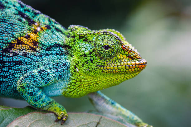 Fotografie Rwenzori three-horned chameleon, Jonne Seijdel, 40 × 26.7 cm