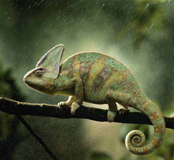 Fotografie Veiled chameleon  on branch during, Peter Finch, 40 × 35 cm