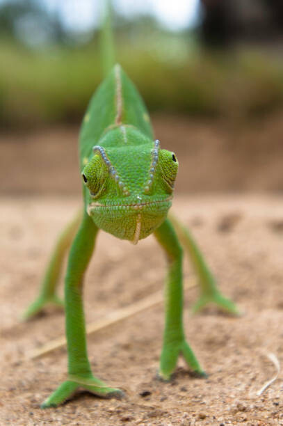 Fotografie Flap Neck Chameleon faces forward with, Gregory Sweeney, 26.7 × 40 cm