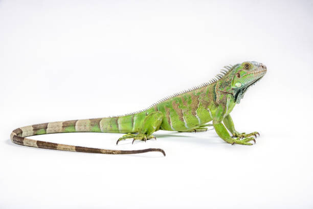 Fotografie Green iguana (Iguana iguana) on white background, Arun Roisri, 40 × 26.7 cm