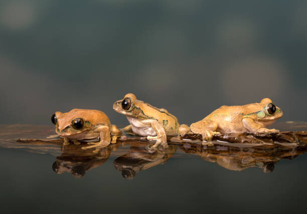 Fotografie Marbled Reed Frog off to swim, Lillian King, 40 × 26.7 cm