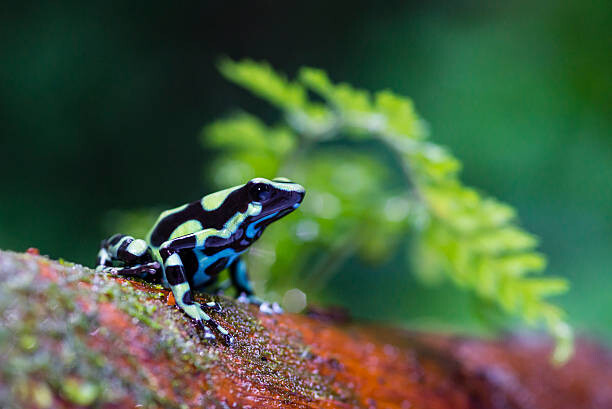 Fotografie Green and black poison dart Frog,, pchoui, 40 × 26.7 cm