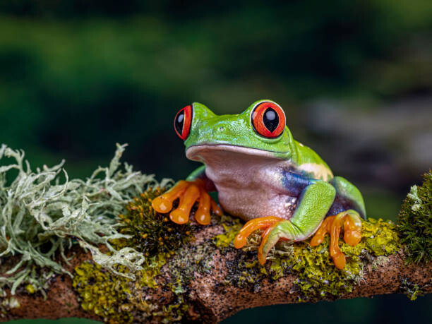 Fotografie Close-Up Of Frog On Branch, Ringwood,, Peter Atkinson / 500px, 40 × 30 cm