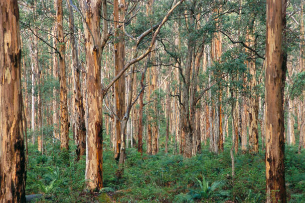 Levně Plakát, Obraz - Forest of Eucalyptus Trees, Grant Faint, 40 × 26.7 cm