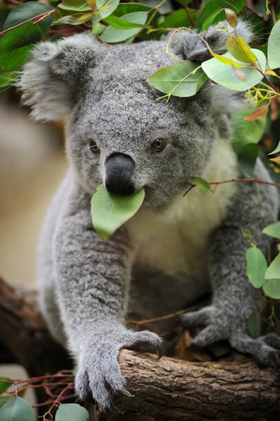 Fotografie young koala, Freder, 26.7 × 40 cm