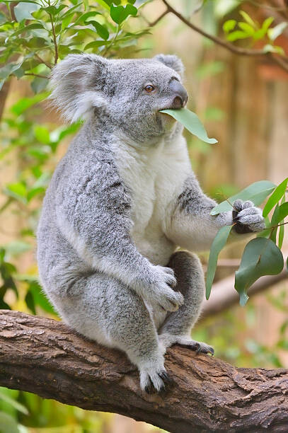 Levně Plakát, Obraz - Koala, Phascolarctos cinereus, Raimund Linke, 26.7 × 40 cm