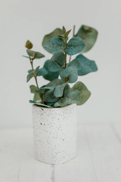 Levně Plakát, Obraz - Bunch of eucalyptus branches with fresh, Carol Yepes, 26.7 × 40 cm