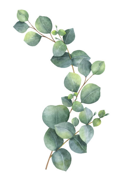 Levně Plakát, Obraz - Watercolor vector wreath with green eucalyptus, ElenaMedvedeva, 26.7 × 40 cm