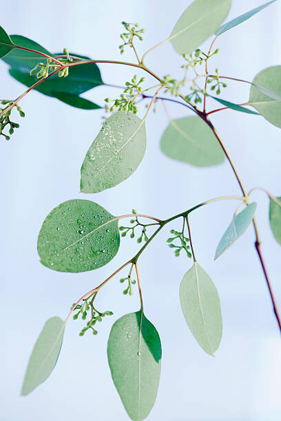 Plakát, Obraz - Eucalyptus Branch, Jamie Grill, 26.7 × 40 cm