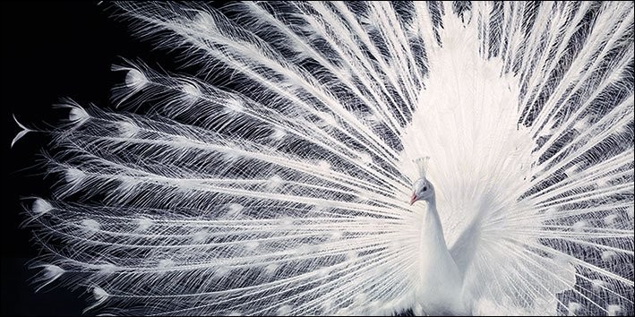 Framed Poster Peacock - Tim Flach