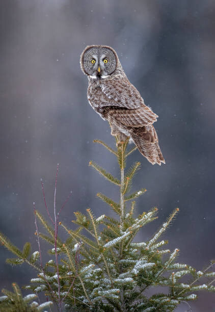 Levně Plakát, Obraz - Tree Top Great Gray Owl, Scott Suriano, 26.7 × 40 cm