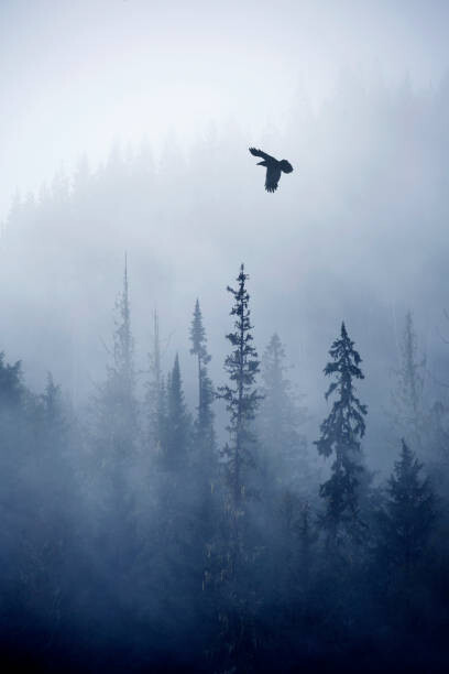 Levně Plakát, Obraz - View of forest on cold foggy day, Grant Faint, 26.7 × 40 cm
