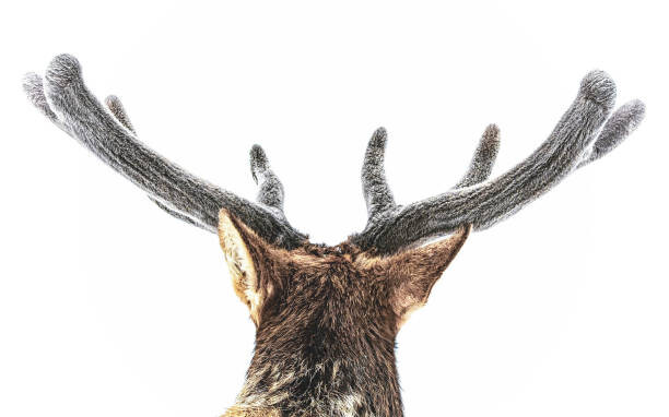 Levně Plakát, Obraz - Elk, fuzzy velvet antler, Eric Bouchard, 40 × 26.7 cm