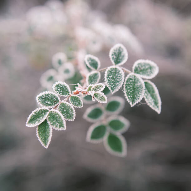 Levně Plakát, Obraz - Close-up of frozen plant, Giulio Donati / 500px, 40 × 40 cm