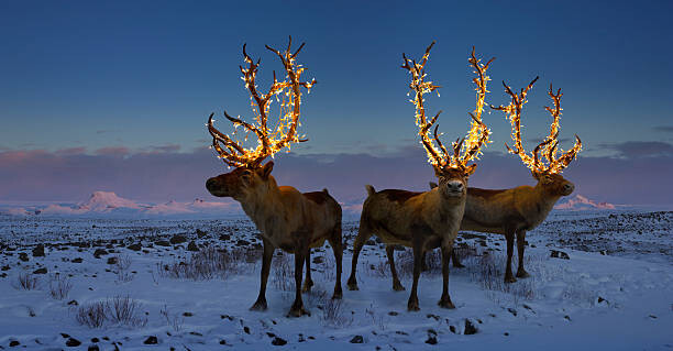 Levně Plakát, Obraz - Three reindeers with lights in antlers, Coneyl Jay, 40 × 20 cm