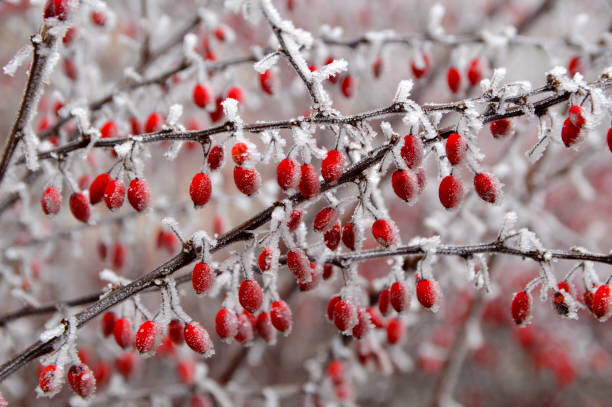 Levně Plakát, Obraz - branches of bush with red berries, Jana Milin, 40 × 26.7 cm